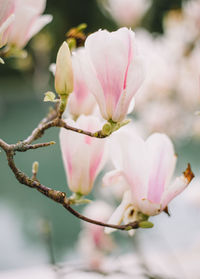 Close-up of pink cherry blossom