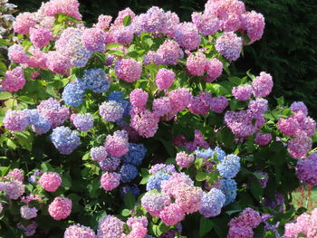 Close-up of pink flowering plants