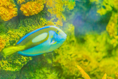 Close-up of fish swimming in sea