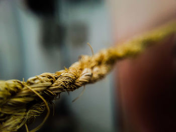 Close-up of twisted rope
