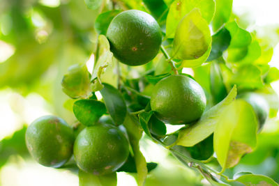 Close-up of fruits growing on tree