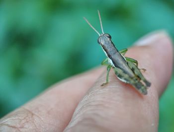 Close-up of insect on hand