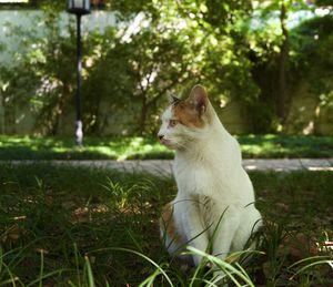 Cat sitting on field