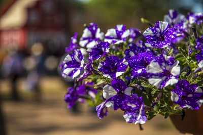 Close-up of purple flowering plant