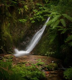 Scenic view of waterfall in forest