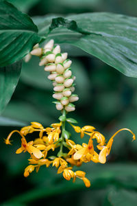 Close-up of flowering plant