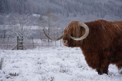 Cow standing on field during winter