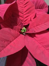 Close-up of pink flowers