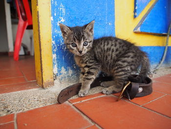 Portrait of cute tabby kitten against blue wall