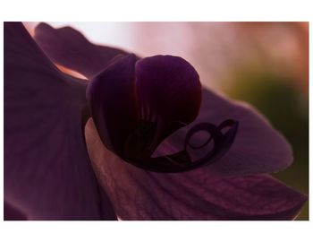 Close-up of flower against blurred background