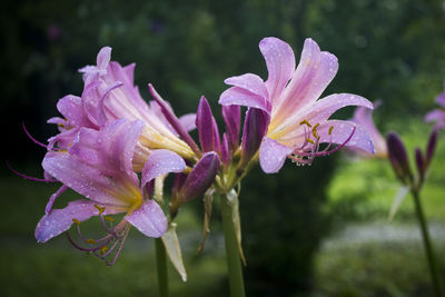 Close-up of pink flowers