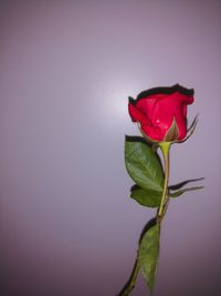 Close-up of red rose against white background