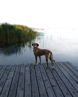 Dog standing on pier over lake against sky
