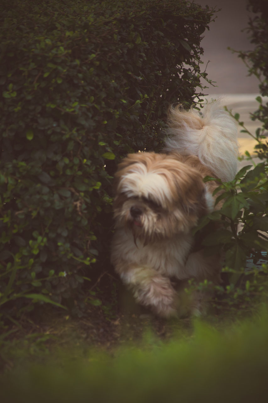 HIGH ANGLE VIEW OF A DOG ON FIELD BY LAND