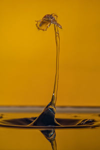 Close-up of water drops on glass against yellow background