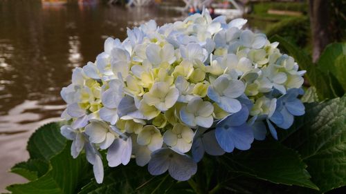 Close-up of flowers blooming outdoors