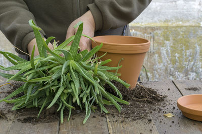 Midsection of person planting aloe vera in pot