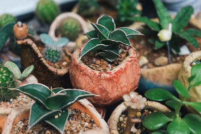 Close-up of potted plants growing on pebbles