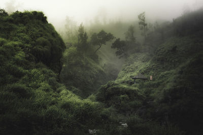 High angle view of trees in foggy weather