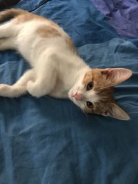 High angle view of cat resting on bed