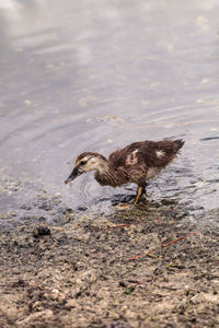 Adolescent juvenile muscovoy duckling cairina moschata before feathers are fully formed in naples