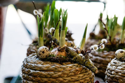 Close-up of dead plant in basket
