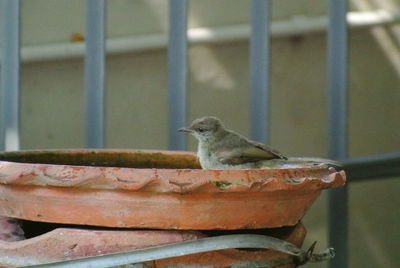 Close-up of bird perching on roof