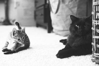 Portrait of kitten sitting on floor