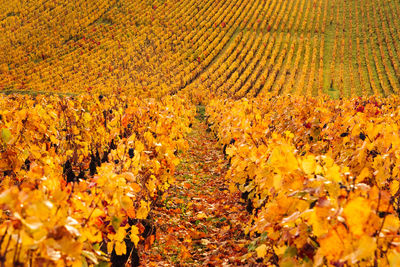 Yellow flowers growing on field during autumn