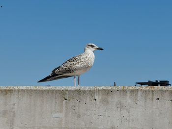 Seagull perching on retaining wall against clear blue sky