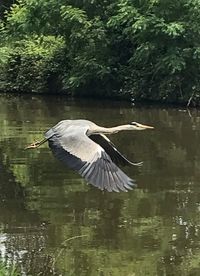 Bird flying over lake