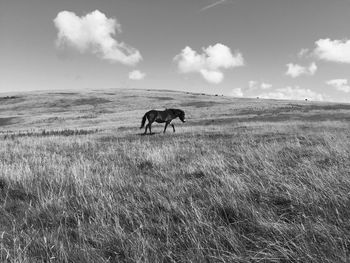 Sheep grazing on grassy field