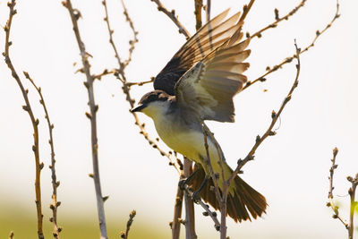 Low angle view of bird perching on branch