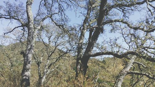 Low angle view of trees against the sky