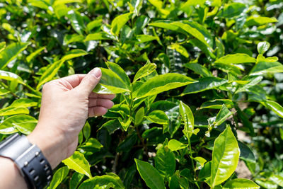 Close-up of man holding plant