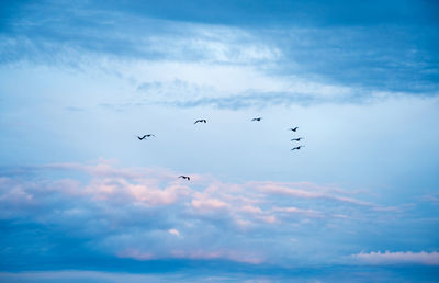 Low angle view of birds flying in sky