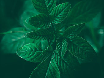 Close-up of green leaves