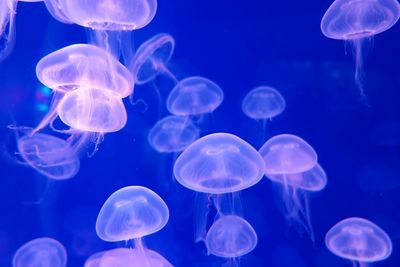 Close-up of jellyfish in sea