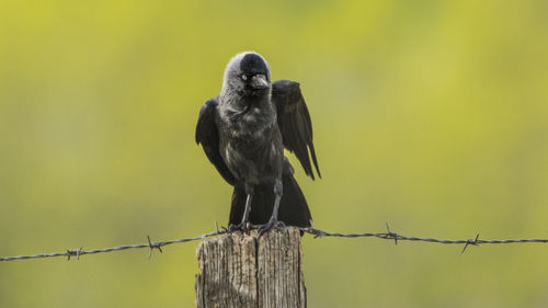 Close-up of a bird on pole against blurred background