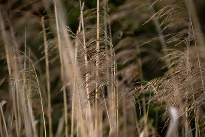 Close-up of wheat growing on field