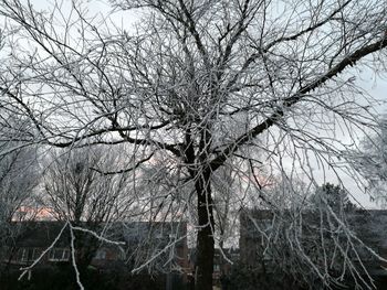 Low angle view of bare tree against sky