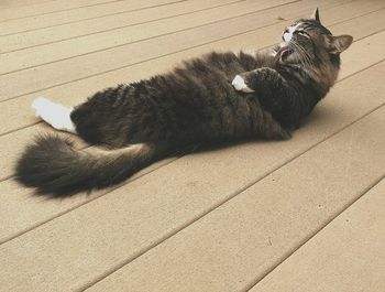 High angle view of cat relaxing on floor