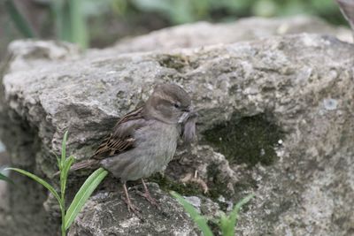 Close-up of bird perching on rock