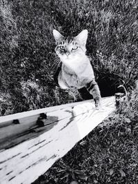 High angle portrait of cat sitting on grass