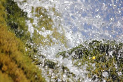 Close-up of water splashing on plant