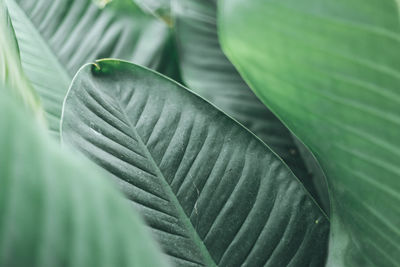 Green leaves pattern background. natural background and wallpaper.