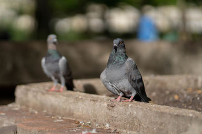 Close-up of pigeons perching on retaining wall