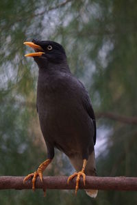 Close-up of bird perching on branch