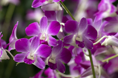 Close-up of purple flowering plant