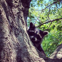 Portrait of cat on tree trunk